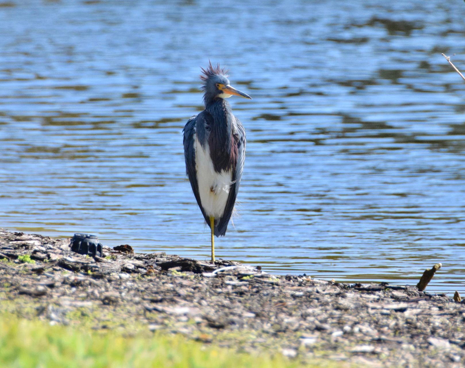 Tricolor heron better